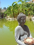 Buddha am Teich